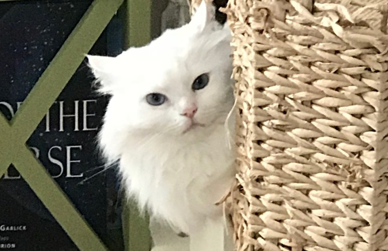 A Blue-eyed white ragdoll cat peers out of a cat condo.