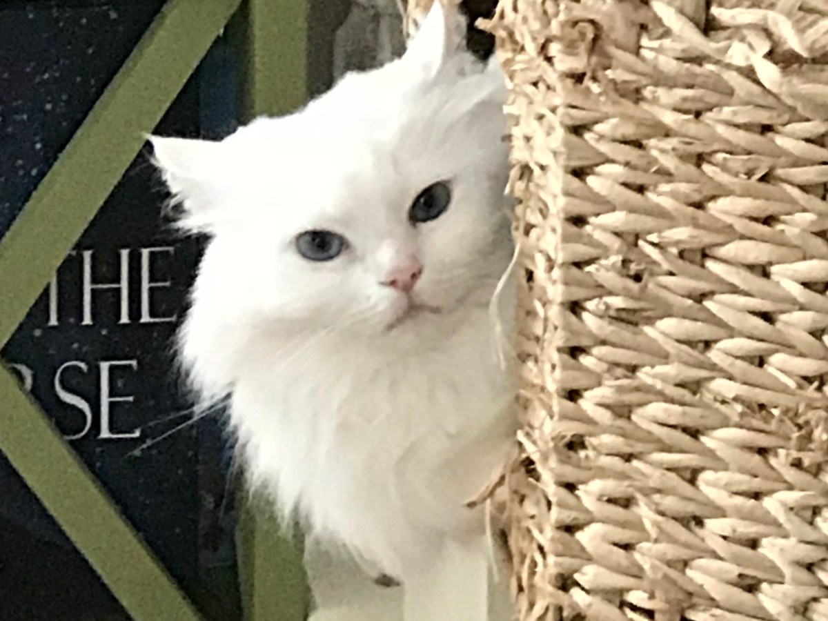 Kicking irrationality to the&nbsp;curb