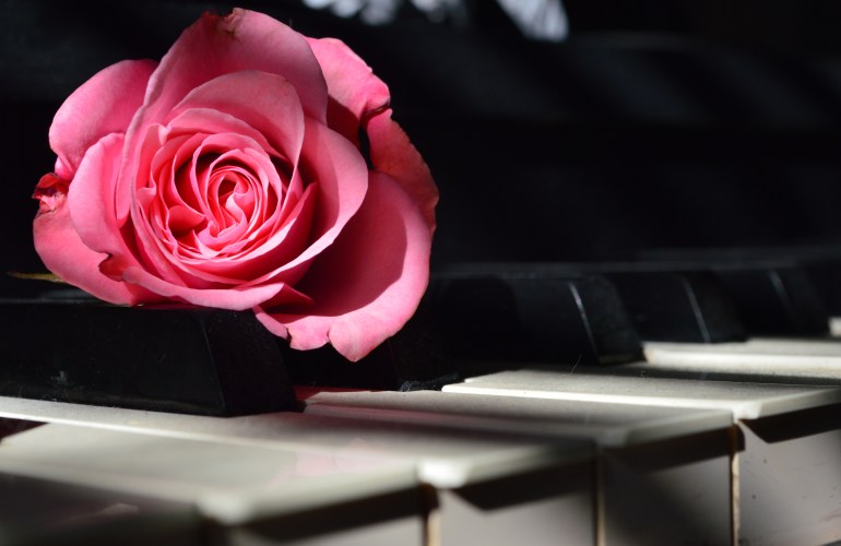 A blooming pink rose on piano keys