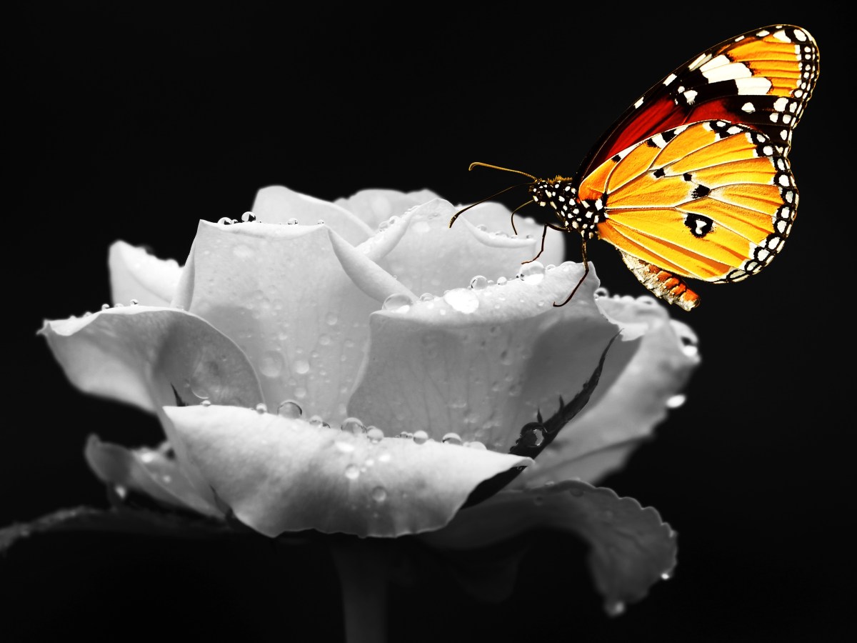 Happy Heavenly Birthday,&nbsp;Tyler.